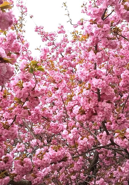 DUMC Memorial Tree Blossoms